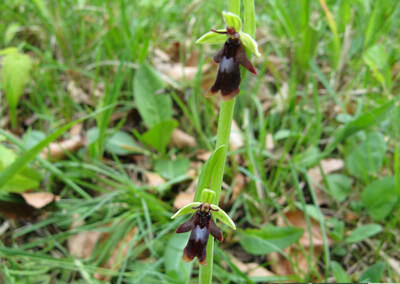 Foto: Hans Zimmermann