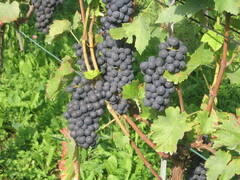 Rebberg-Verein Döttingen